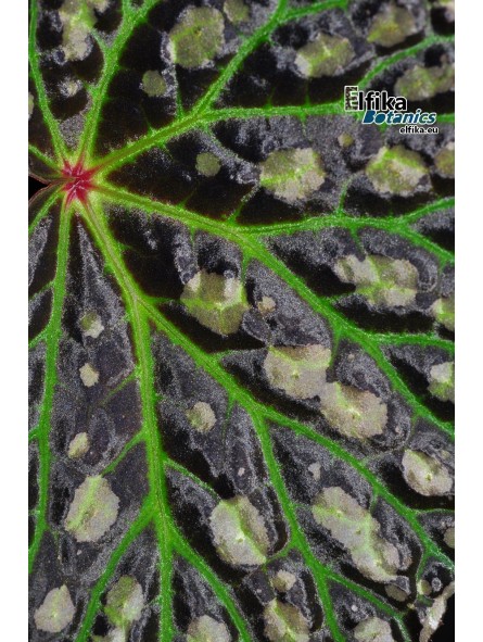 Begonia "Emerald Eclipse"