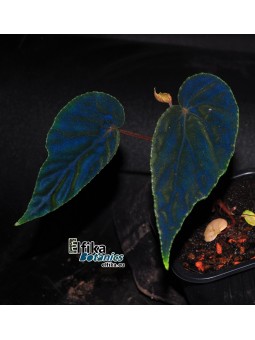 Begonia "Elfika Padawin"