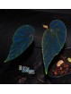 Begonia "Padawin"