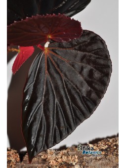 Begonia sp. Black Metallic
