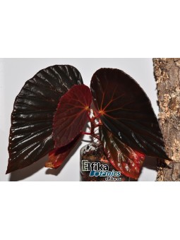 Begonia sp. Black Metallic