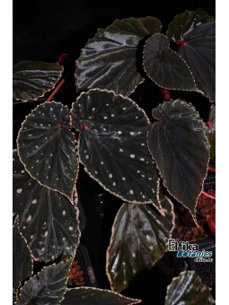 Begonia sp. cf. atricha Spotted x darthvaderiana  Spotted (gxEB22)