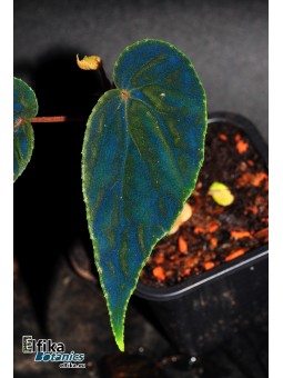 Begonia "Elfika Padawin"