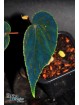 Begonia "Padawin"