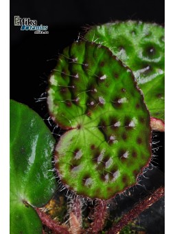 Begonia amphioxus