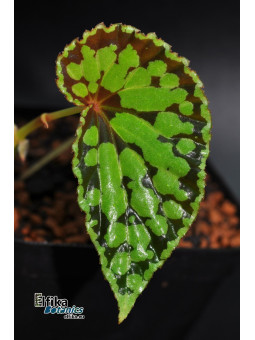 Begonia chlorosticta x sp. Umbrella