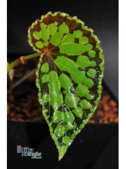 Begonia chlorosticta x sp. Umbrella (gxEB23)