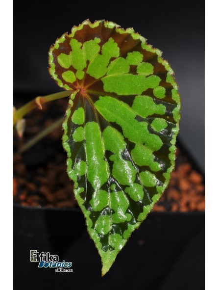 Begonia chlorosticta x sp. Umbrella