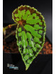 Begonia chlorosticta x sp. Umbrella