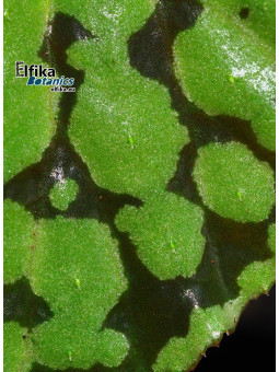 Begonia chlorosticta x sp. Umbrella