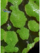 Begonia chlorosticta x sp. Umbrella