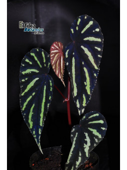 Begonia sp. Keranji (clone 1)