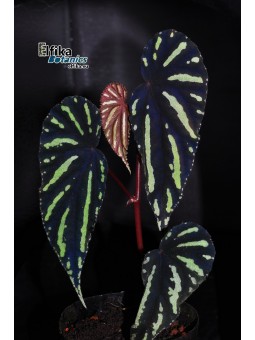 Begonia sp. Keranji (EBc1)