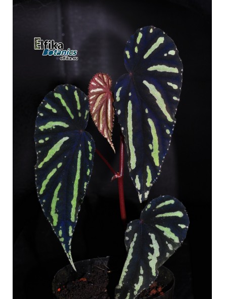 Begonia sp. Keranji (clone 1)