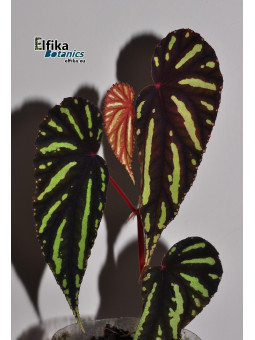Begonia sp. Keranji (clone 1)