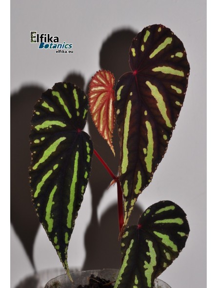 Begonia sp. Keranji (clone 1)