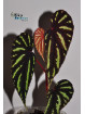 Begonia sp. Keranji (clone 1)