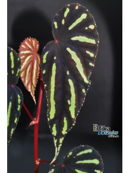 Begonia sp. Keranji (clone 1)