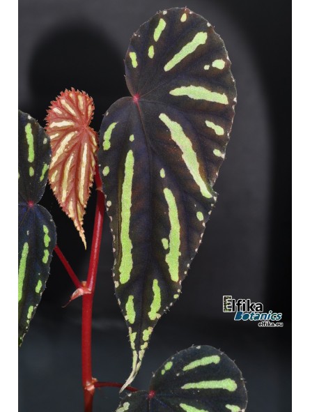 Begonia sp. Keranji (clone 1)