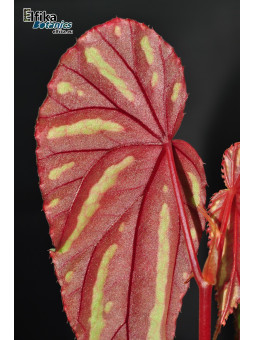 Begonia sp. Keranji (clone 1)