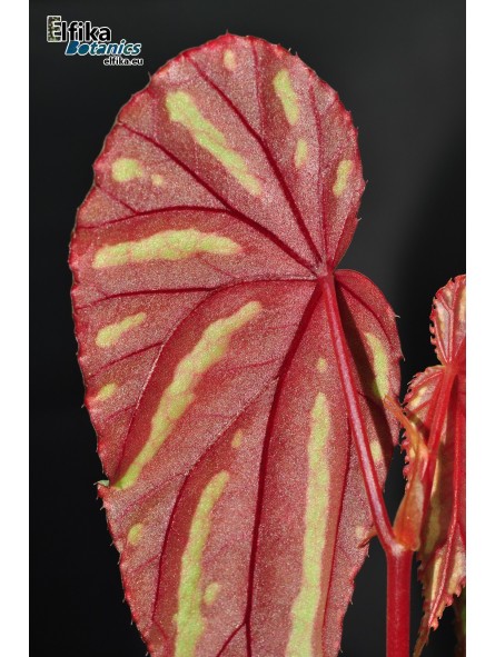 Begonia sp. Keranji (clone 1)