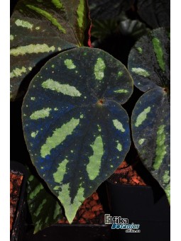 Begonia amphioxus