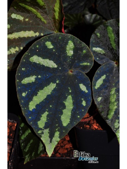 Begonia amphioxus
