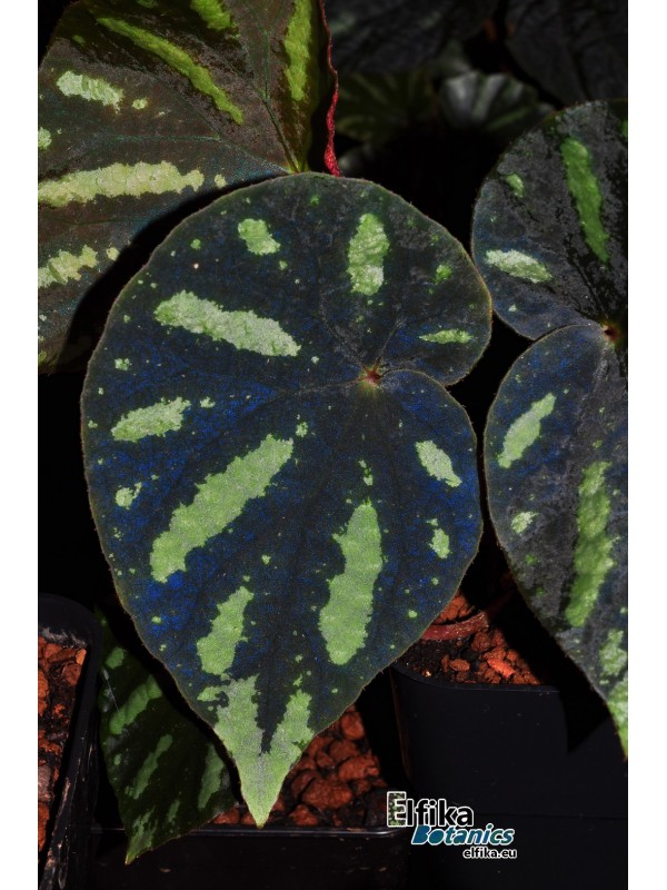 Begonia amphioxus