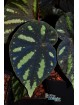 Begonia amphioxus