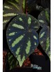 Begonia bonii