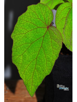 Begonia fordii