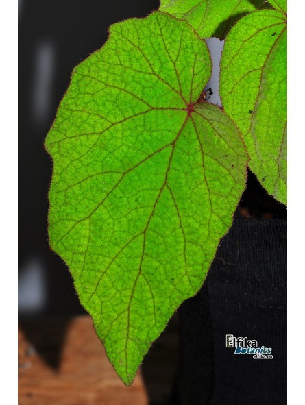 Begonia fordii