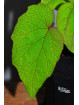 Begonia fordii