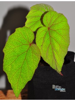 Begonia fordii
