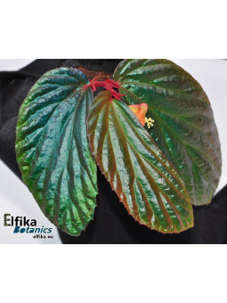 Begonia metallicolor (c. 2)