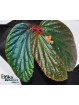 Begonia metallicolor (c. 2)