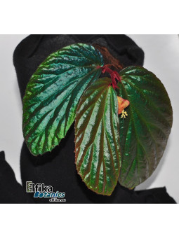 Begonia metallicolor (c. 2)