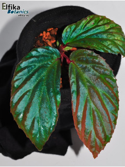 Begonia metallicolor (c. 2)