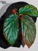 Begonia metallicolor (c. 2)