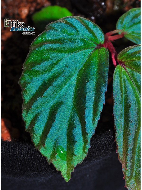 Begonia metallicolor (c. 2)