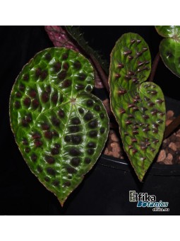 Begonia ferox