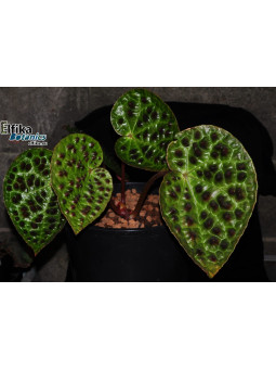 Begonia ferox