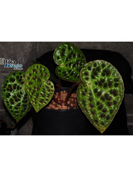 Begonia ferox