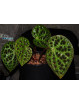 Begonia ferox