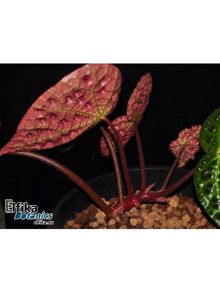 Begonia ferox