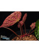 Begonia ferox