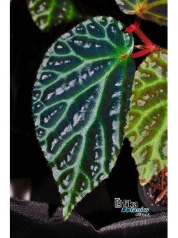 Begonia dracopelta x metallicolor (gxEB21)