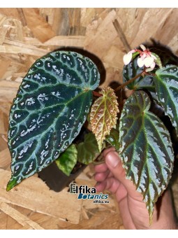 Begonia dracopelta x metallicolor (gxEB21)