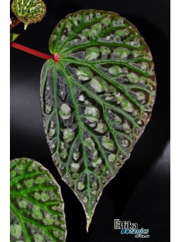 Begonia dracopelta x sp. Umbrella (gxEB22)