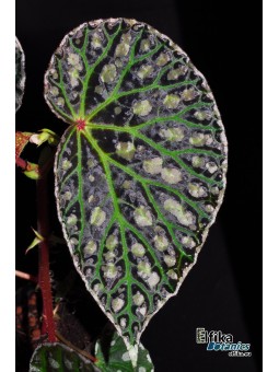 Begonia dracopelta x sp. Umbrella (gxEB22)